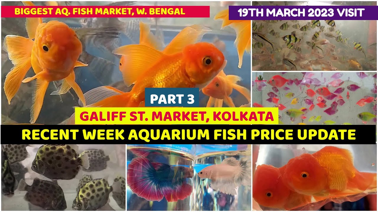 Recent Week Aquarium Fish Price Galiff Street Cheapest Aquarium Fish