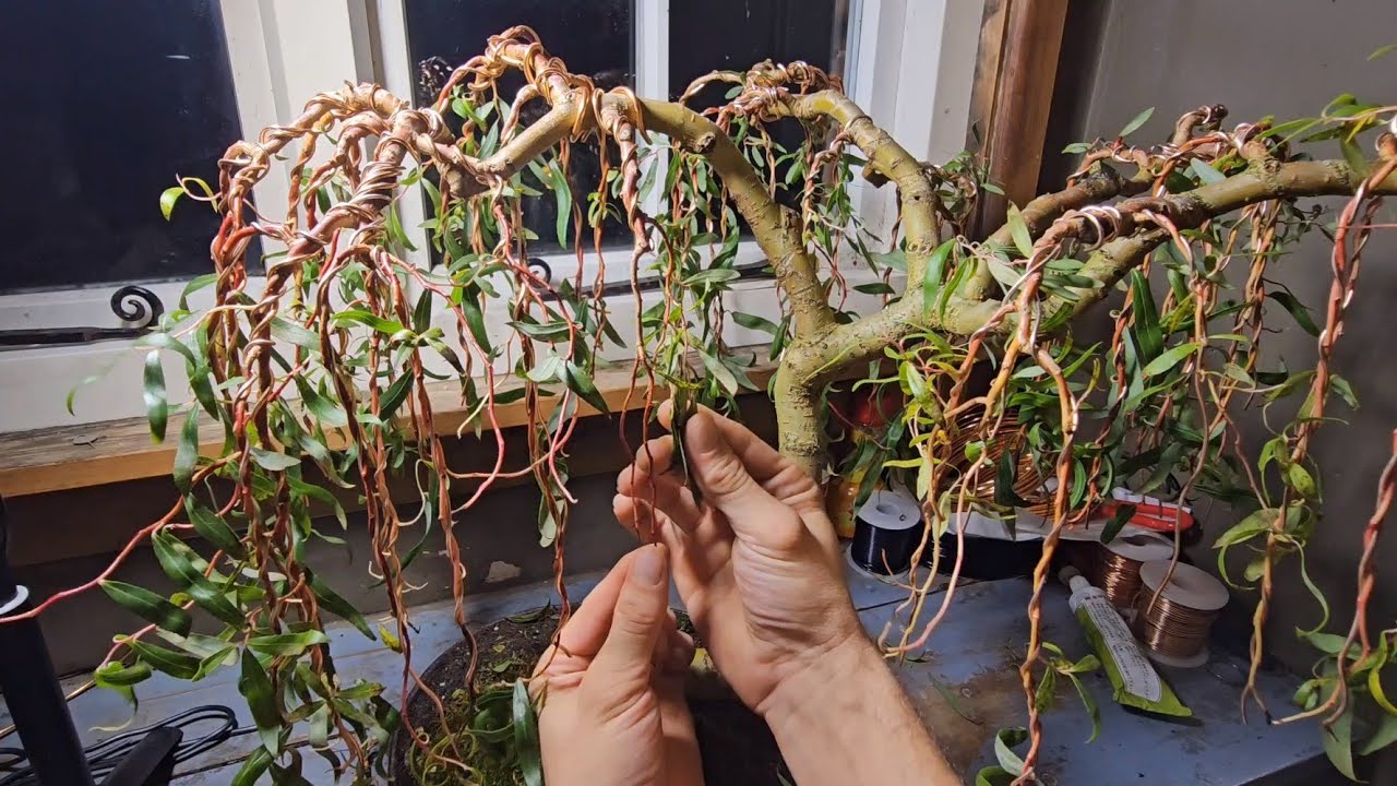 How To Prevent Die Back on Your Weeping Willow Bonsai Tree
