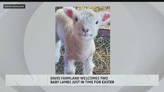 Davis Farmland welcomes two baby lambs