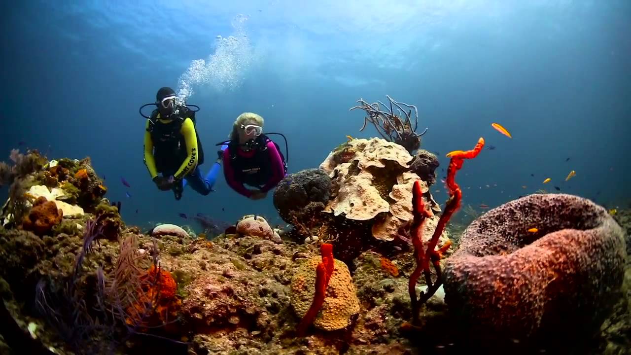 Stuart Coves 2016  Dive Shop & Travel Seller Promo Video