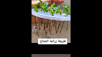 شاهد طريقة زراعة نعناع 