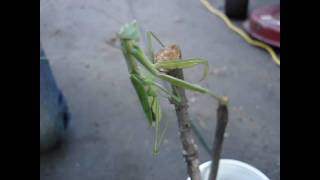 Praying Mantis ... you gotta see this!