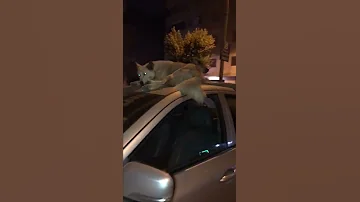 شوف الكلاب المسعوره عملت فيه ايه 