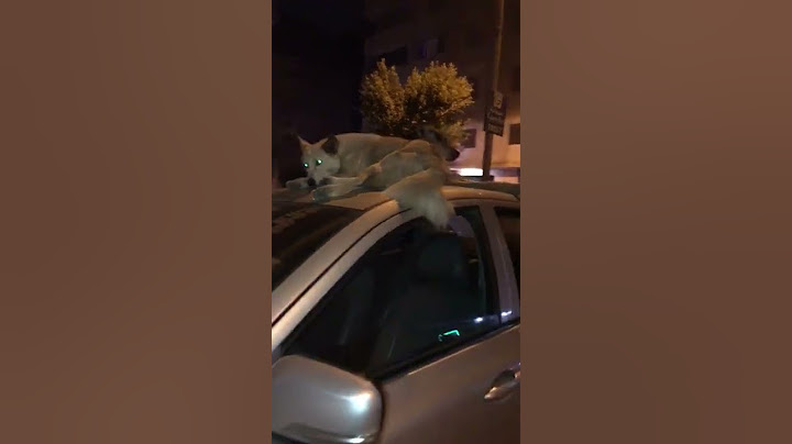 شوف الكلاب المسعوره عملت فيه ايه 😂