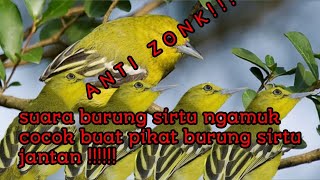 suara pikat burung sirtu ngamuk,tarung/pancingan burung sirtu bahan agar mau bunyi !!!!