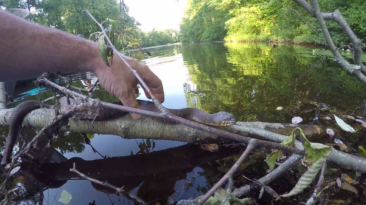 Water moccasin - YouTube