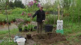 Comment un planter un arbre en pleine terre à partir d'un conteneur : le lilas commun ?