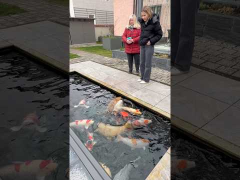 Christine und ihre Jumbokoi 🤩❤️😍