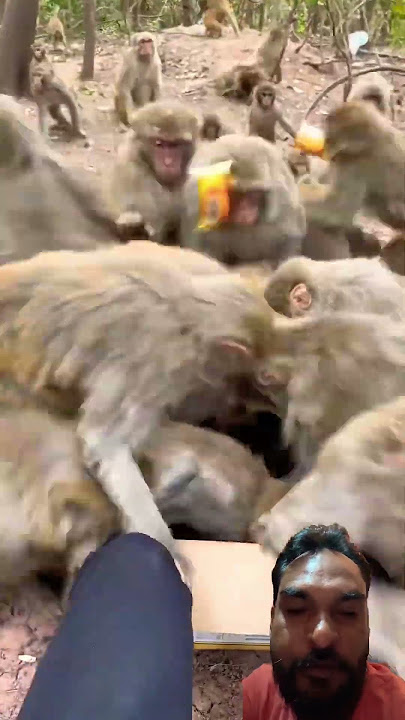 Funny monkey #monkey 🐒