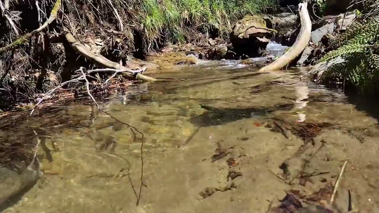 View from clear creeks 澄んだ小川の景色 Tiny Char in a Spring Stream｜新緑の細流とチビイワナ - YouTube