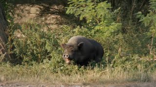 Milenita Chichanenstein - Смърт Няма Smurt Nyama