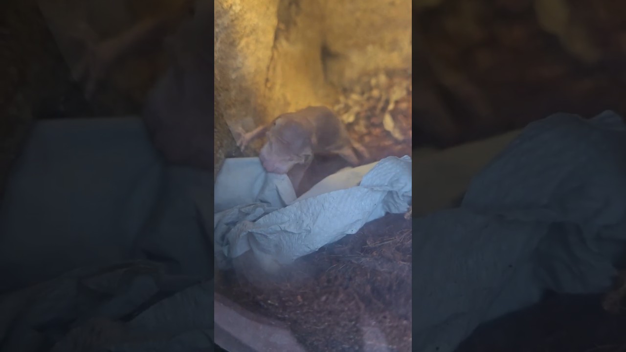 Nacktmull im Duell ❤#wilhelmastuttgart #nacktmull #nacktmullalltag