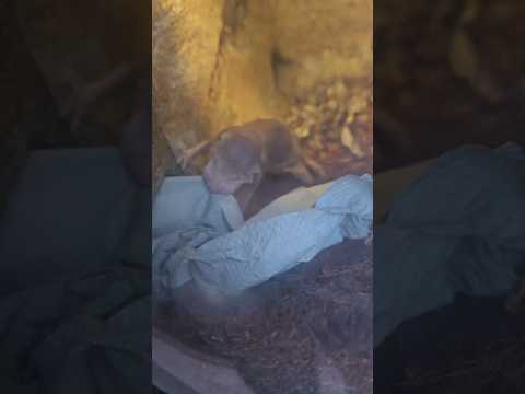 Nacktmull im Duell ❤#wilhelmastuttgart #nacktmull #nacktmullalltag