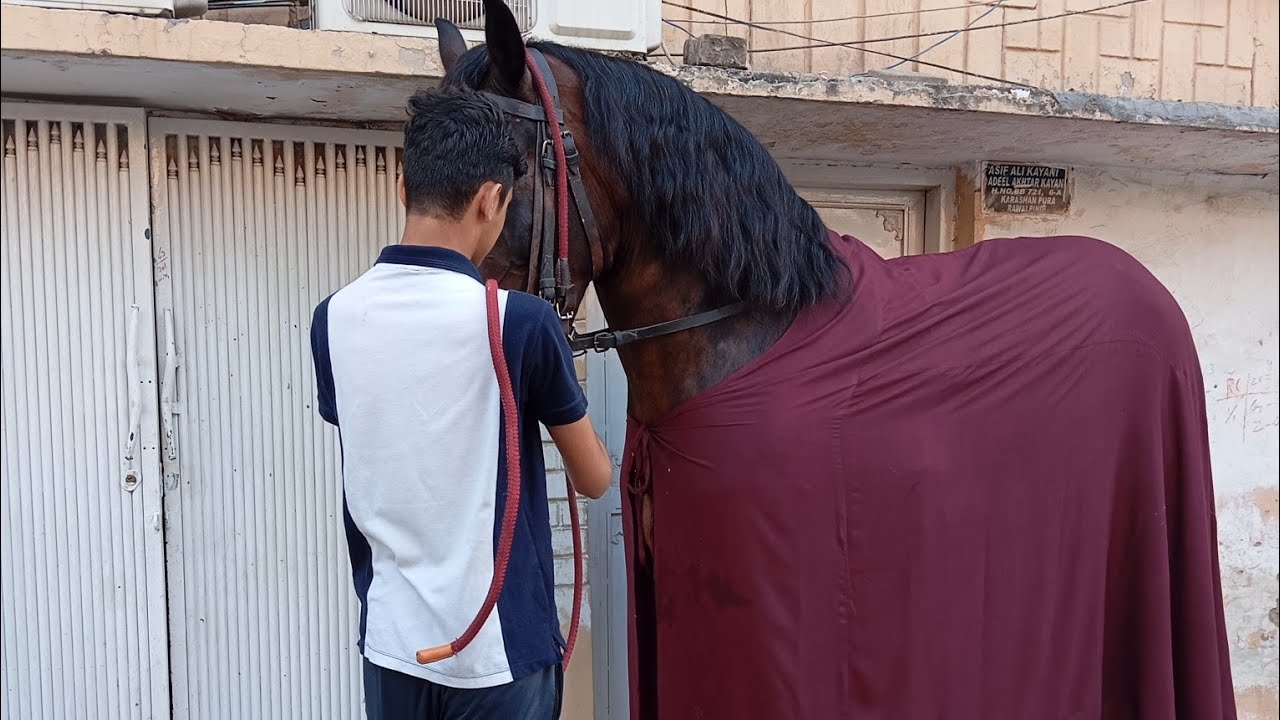 Zuljanah sakhi badsha Rawalpindi #zuljanahvideos #zuljanah 