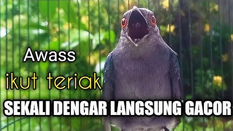 Srigunting Abu Abu Gacor TERCEPAT MEMANCING EMOSI Srigunting Lain Agar IKUT GACOR