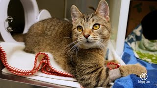 Tails of Hope: Tank's Medical Journey