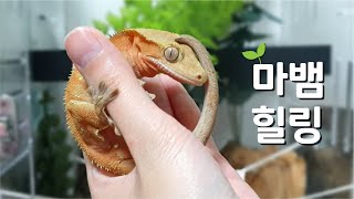Stay at home with my geckoes [Crested gecko]