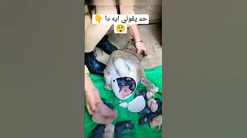 اغرب ولادة ارنب اشتراك تاريخ غموض 