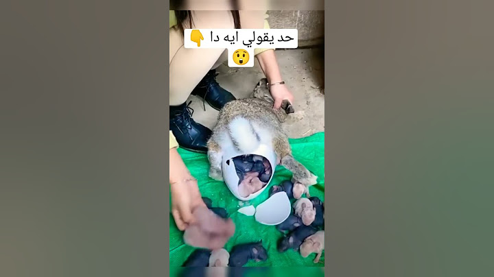 اغرب ولادة ارنب#اشتراك #تاريخ #غموض
