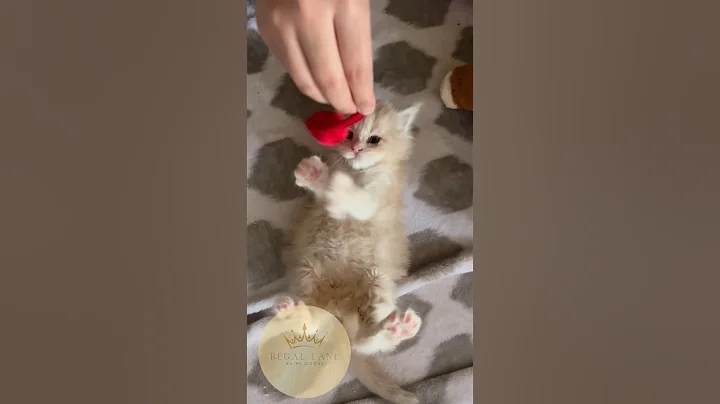 Video 2215151: mainecoonkitten mainecoonlovers kittens, cat kitten mainecoonlovers, cute baby maine coon