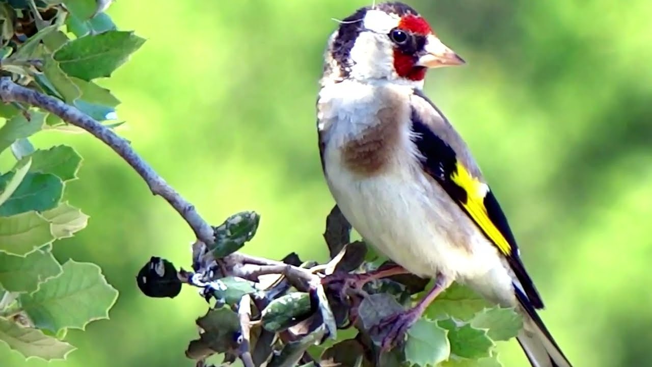 Charming Goldfinch Perched on a Branch | 4K Birdwatching Footage
