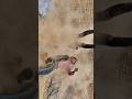 #south #had #action #shortvideo #trending #tiktok #viralvideo #southvideo #movies