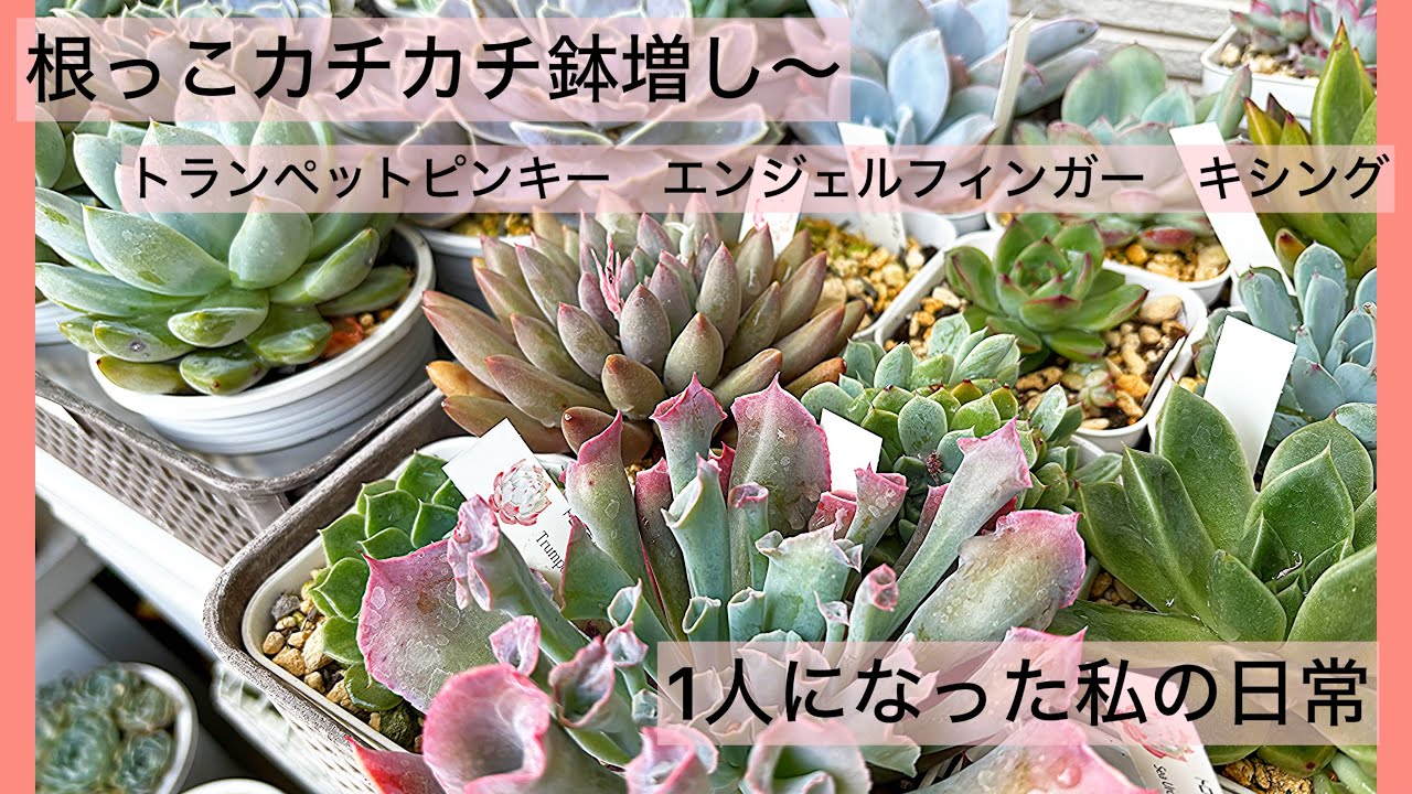 多肉植物]根っこカチカチのトランペットピンキー エンジェルフィンガー