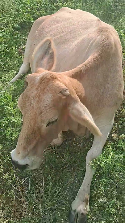 Whinever sitting cow