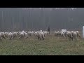 Фермер рассказал, почему выгодно заниматься овцеводством в Беларуси