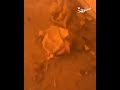إنقاذ طفلة بعد غارات اسرائيلية على قطاع غزة#غزة #عمون