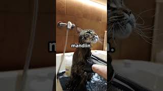 Tips Jitu Merawat Bulu Kucing!#kucing #kucinglucu #shortsfeed #shorts