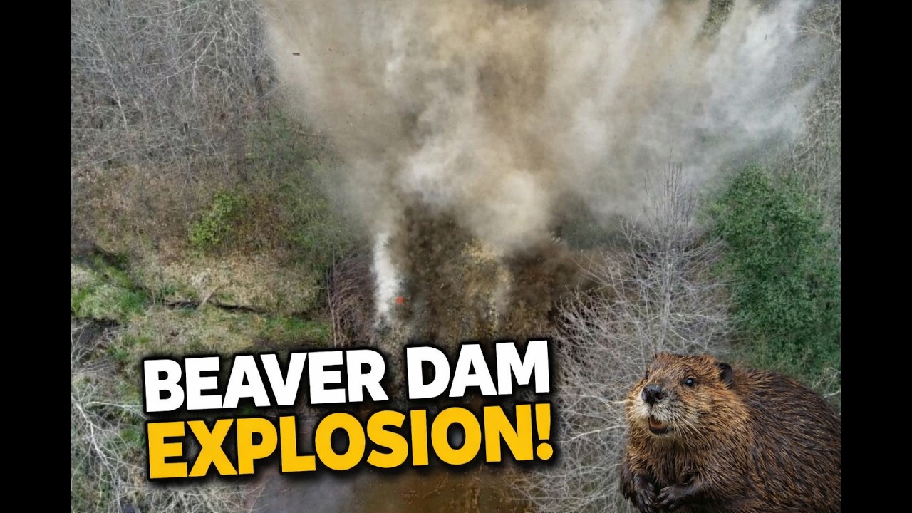 Beaver Dam EXPLOSION - The Best Dam Video On YouTube - YouTube