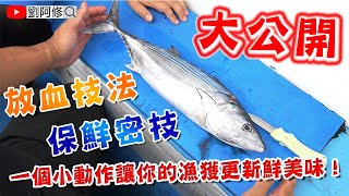 【Boat Fishing】How To Clean & Keep Fresh For Bonito & Squid  2020/10/14