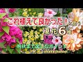 《これ植えて良かった！》と思う夏花6種類、晩秋まで楽しむ育て方🌻これまでの動画を見ながらポイントをまとめました