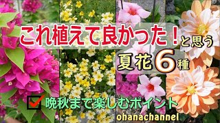 6 Summer Flowers I'm Glad I Planted: How to Grow Them Through Late