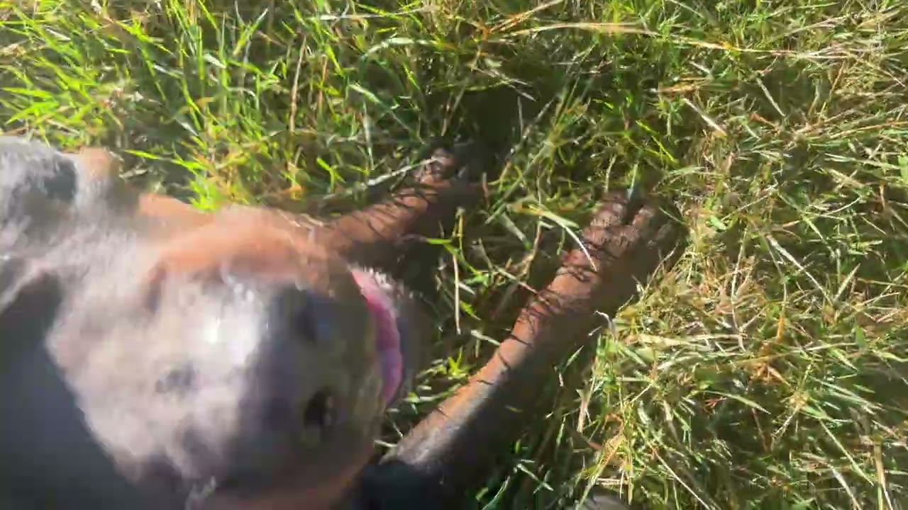 2026-Jan-17 - Heizelwood Winter, IGP1, BH, CD, NTD, BST, ADRK BSE, Ztp - preparing for IGP2 tracking