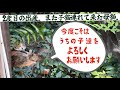 #3 我が子を全て失った母猫、再び出産。今度こそは子供達を守りたい。人間を信頼してくれた結果…
