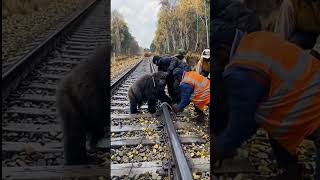 Local Heroes Save Trapped Gorilla As Train Approaches — unbelievable Rescue!