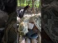 Sacrifice to the Sacred Python — The Girl and the Chicken | Mysterious Jungle Ritual