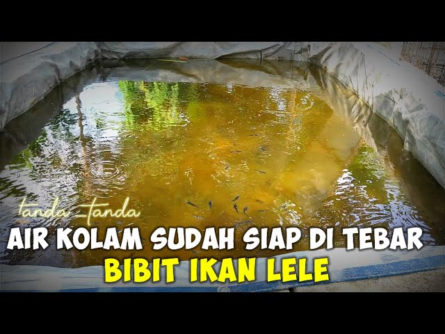 CARA MENGETAHUI BAHWA AIR KOLAM SUDAH SIAP DI TEBAR BIBIT IKAN LELE !!! class=