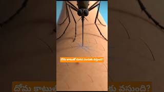దోమ కాటుతో దురద ఎందుకు వస్తుంది? | Mosquito Bite Secret Explained!| #shorts #trending #facts