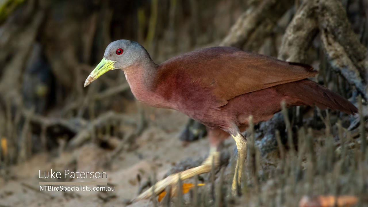 Chestnut Rail (Eulabeornis castaneoventris), Darwin - Northern ...