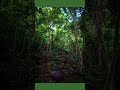 Indian Forests: History, Biodiversity &amp; Powerful Facts 🌲🇮🇳