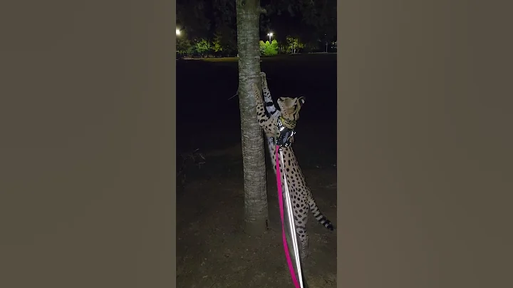 Watch the video about Pouncer ignores trespassing dogs. #pouncerthecat #cat #cats #funnyanimals #pets #funnypets #servals