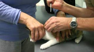 Kitten gets microchipped
