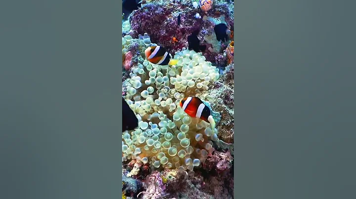 海水那么咸，人类不能喝海水，为什么鱼却可以在里面生存？ - 天天要闻