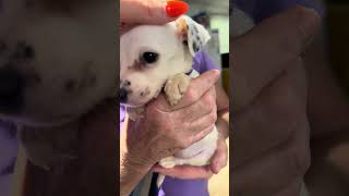 Tiny Little Peanut ❤️ #puppy #adoptstrays #rescuedog #rescuedogs #dog