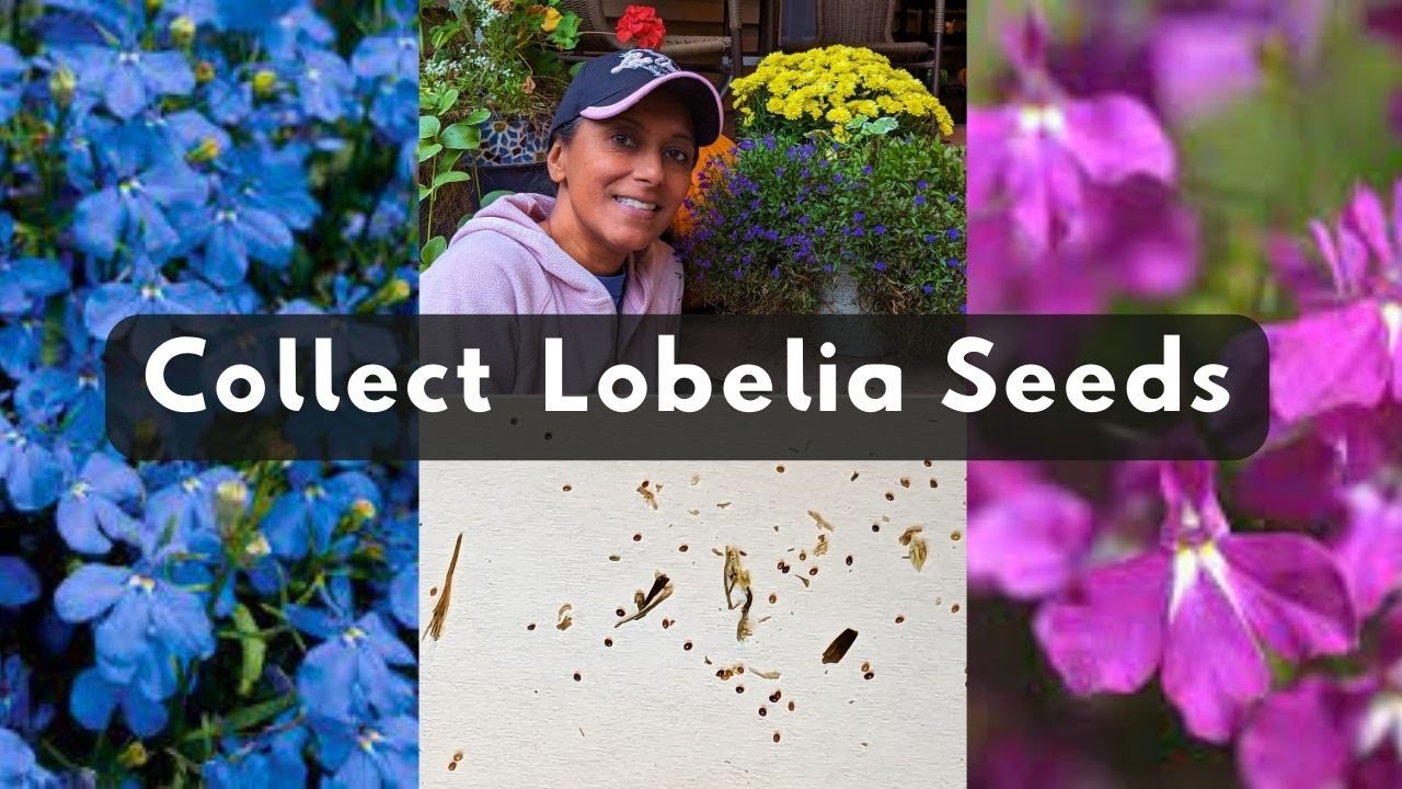 Collect Annual Trailing Lobelia Seeds 🌱 Harvest Store Save YouTube