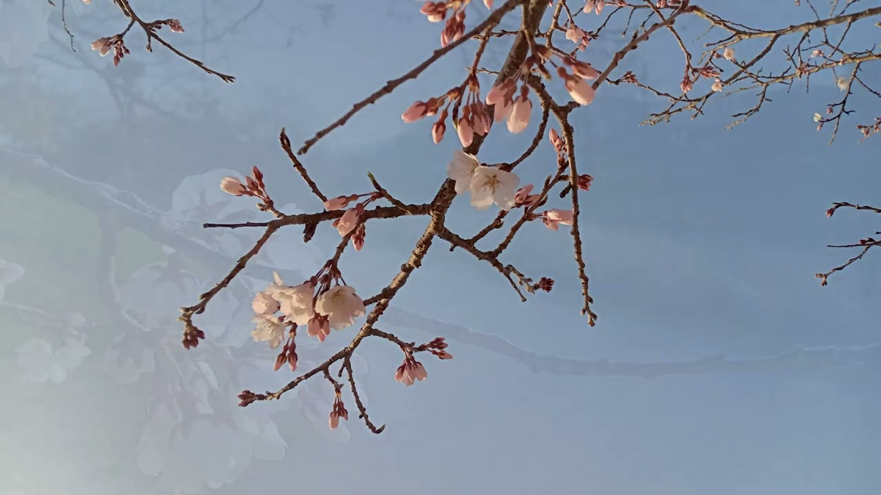 桜　咲き始め　2022.3.16　Wed