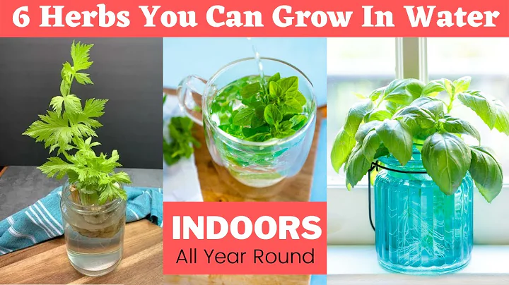6 Herbs You Can Grow In Water Indoors All Year Round